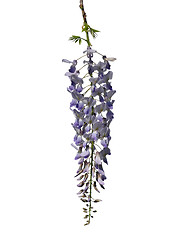 Image showing Chinese wisteria (Wisteria sinensis)