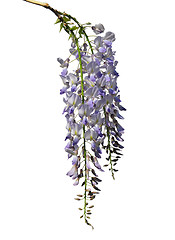 Image showing Chinese wisteria (Wisteria sinensis)