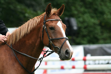 Image showing Horse