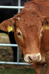 Image showing Cow