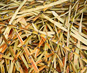 Image showing Waste from sugar production - sugar cane peels