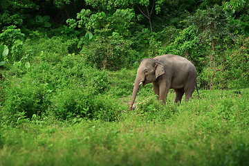 Image showing Female elephant near the rainforest. Thailand