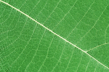 Image showing background - green plant leaf with veins