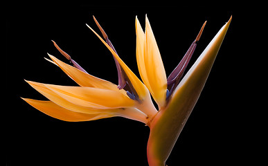 Image showing Bird of paradise