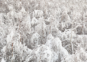 Image showing Young birch forest covered with snow