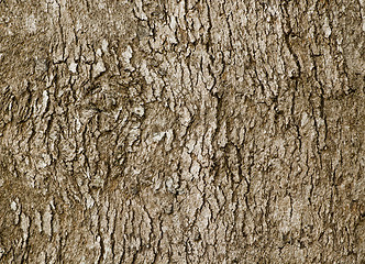 Image showing Bark of old deciduous tree - natural background