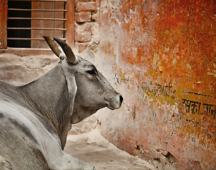Image showing Cow in a indian city