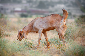 Image showing Domestic grazing goat