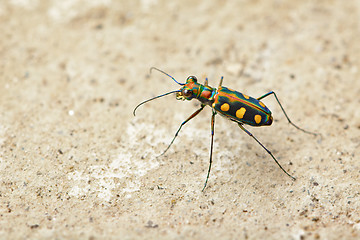 Image showing Tiger beetle - Cosmodela aurulenta