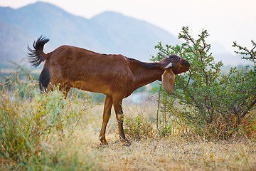 Image showing Goat eats thorny bushes
