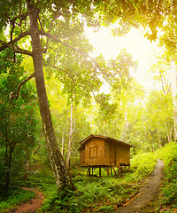 Image showing Wooden house in a tropical forest. Day and sunshine