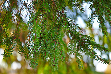 Image showing pine branch