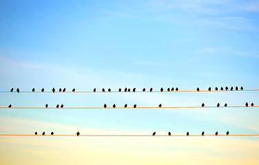 Image showing birds on electric wire