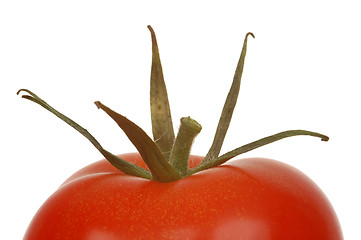 Image showing Tomatoes # 07