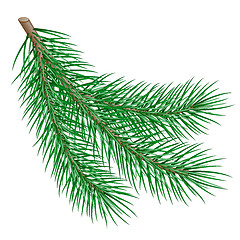 Image showing fir branch