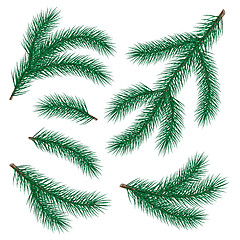 Image showing set of fir branch