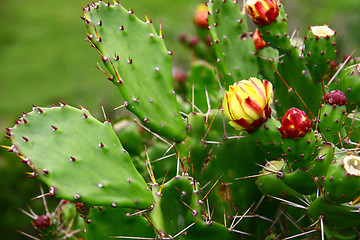 Image showing Cactus