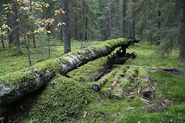 Image showing Forest