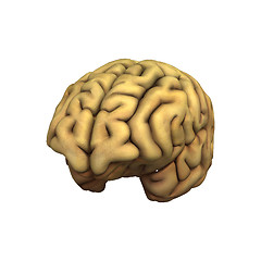 Image showing Brain