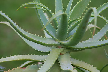 Image showing aloe vera