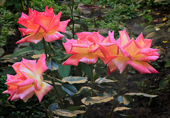 Image showing Beautiful blossoming rose against the green of the leaves