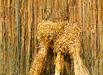 Image showing Ears of grain associated in bundles on the background of the fen