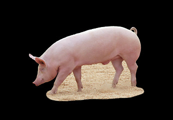 Image showing Pig