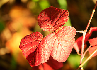 Image showing Autumn, beautiful red BlackBerry leaves.
