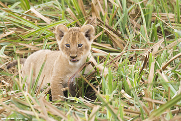 Image showing Lion cub