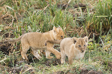 Image showing Two small lion cubs