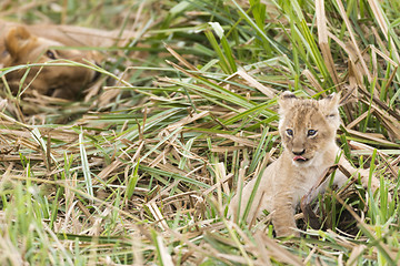 Image showing Lion cub in front of lioness