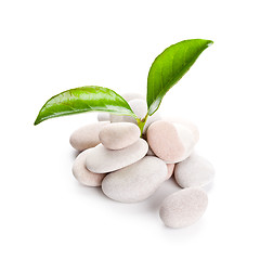 Image showing heap of stones and green leaves 