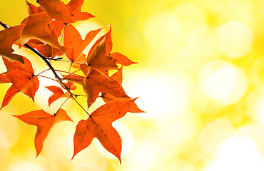 Image showing Maple on Yellow Bokeh background