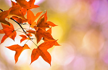 Image showing Maple on Pink Bokeh background