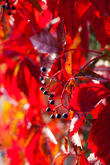 Image showing red autumn leaves