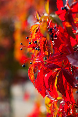 Image showing red autumn leaves