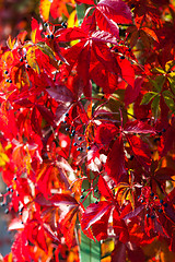 Image showing red autumn leaves