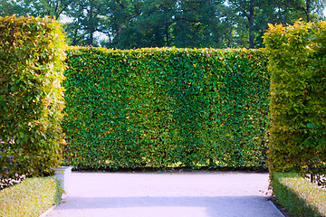 Image showing garden bushes