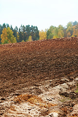 Image showing cornfield in autumn