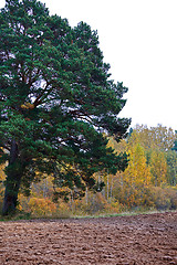 Image showing cornfield in autumn