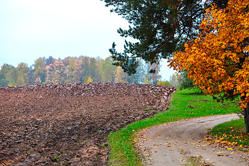 Image showing cornfield in autumn