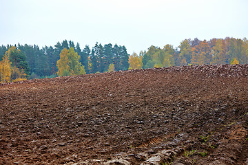 Image showing cornfield in autumn