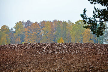 Image showing cornfield in autumn