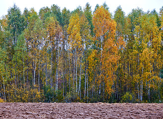 Image showing cornfield in autumn