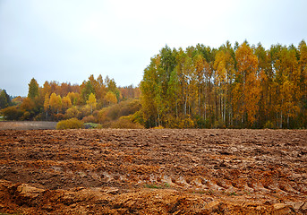 Image showing cornfield in autumn
