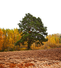 Image showing cornfield in autumn