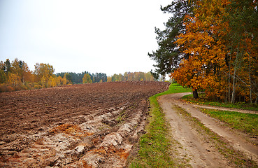 Image showing cornfield in autumn