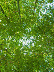 Image showing Bamboo plants