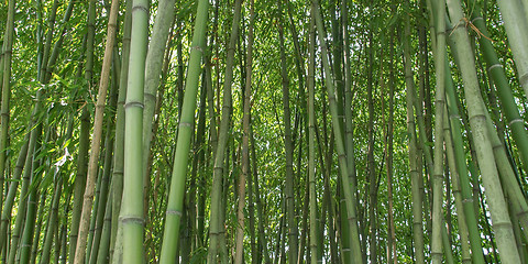 Image showing Bamboo picture - panorama