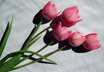 Image showing Tulips